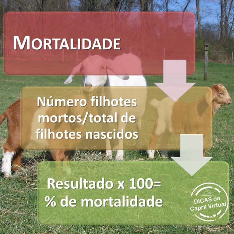 Indicadores Reprodutivos 3 Mortalidade Capril Virtual Dicas 2607