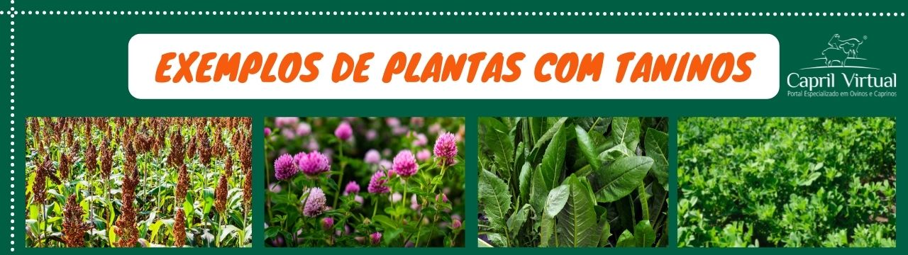 Exemplos de plantas com Taninos condensados