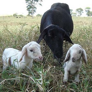 Reprodução em ovinos e caprinos